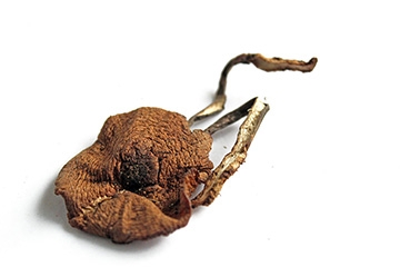 榛蘑能和豆腐一起吃嗎？榛蘑豆腐的做法