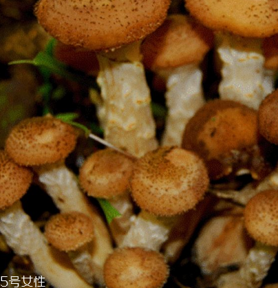 榛蘑是野生的好嗎？野生榛蘑的好處