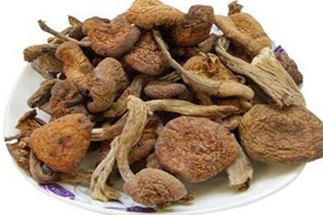 榛蘑是野生的好嗎？野生榛蘑的好處