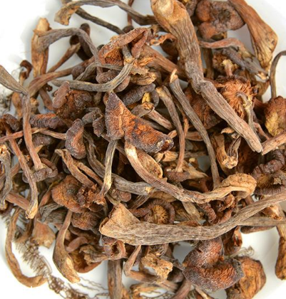 榛蘑是野生的好嗎？野生榛蘑的好處