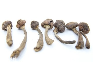 榛蘑和天麻的關系 榛蘑和天麻有什么聯(lián)系？