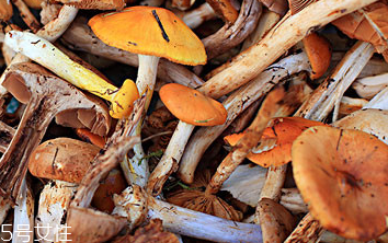 榛蘑的顏色 榛蘑是什么顏色的？