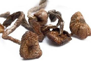 榛蘑能保存多久？干榛蘑怎么保存最好？