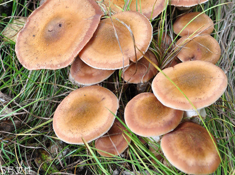 榛蘑可以帶到國外嗎？榛蘑可以帶上動車嗎？