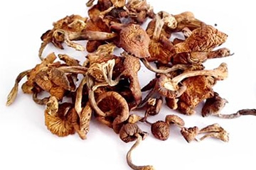 榛蘑可以帶到國外嗎？榛蘑可以帶上動車嗎？