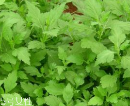 菊花腦的禁忌人群 哪些人不能吃菊花腦？