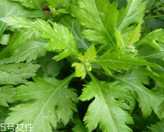 菊花腦的禁忌人群 哪些人不能吃菊花腦？