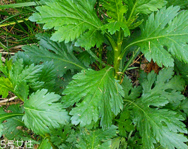菊花腦是溫性還是涼性？菊花腦是涼性嗎？