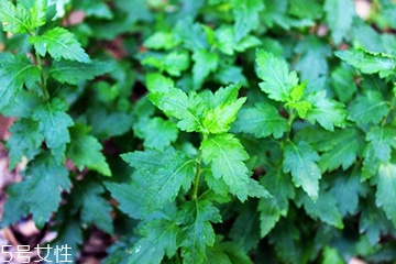 菊花腦的種植 菊花腦怎么種？