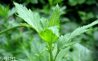 菊花腦能吃嗎？菊花腦的味道