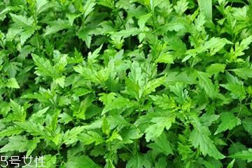 菊花腦可以涼拌嗎？菊花腦涼拌好吃嗎？