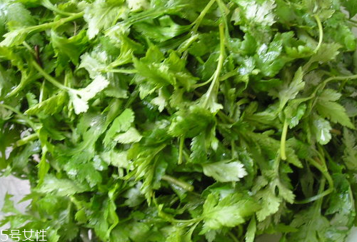 菊花腦是苦的嗎？菊花腦苦不苦？