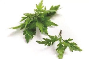 菊花腦是苦的嗎？菊花腦苦不苦？