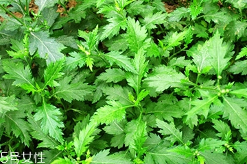 菊花腦和南瓜能一起吃嗎？菊花腦能和水果一起吃嗎？