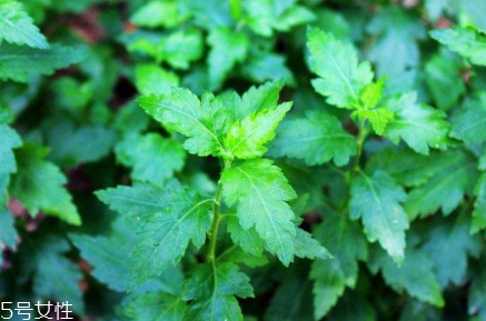 菊花腦的好處，吃了菊花腦有什么效果?