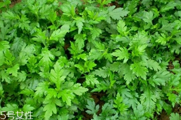 菊花腦怎么挑選？菊花腦選購技法