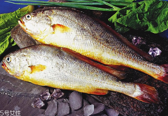 黃花魚是發(fā)物嗎？黃花魚是涼性的嗎？