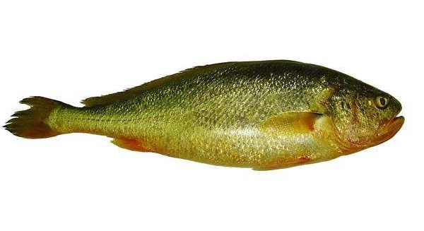 黃花魚(yú)清蒸好吃嗎？黃花魚(yú)清蒸的味道