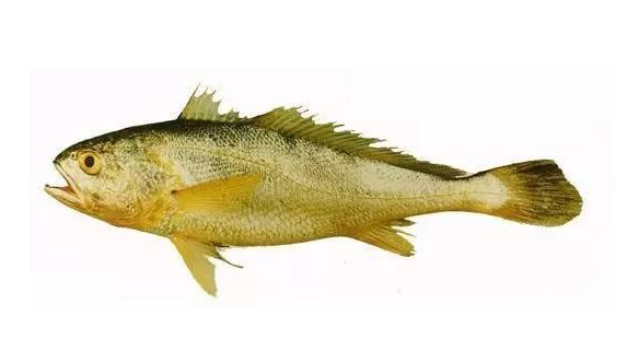 黃花魚(yú)清蒸好吃嗎？黃花魚(yú)清蒸的味道