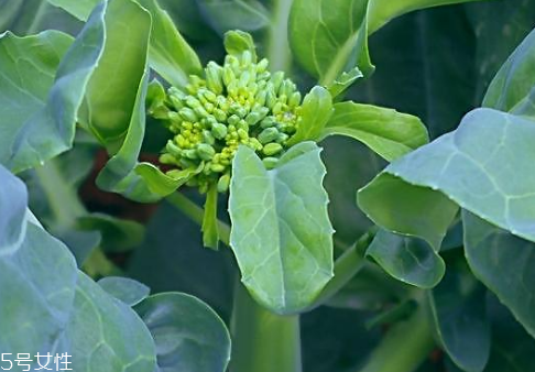 芥蘭會(huì)引起皮膚過(guò)敏嗎？芥蘭是發(fā)物嗎？