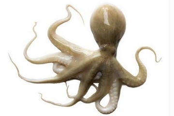 章魚是什么顏色？章魚是什么樣子？