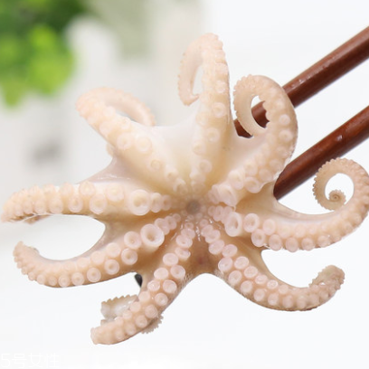 章魚是什么顏色？章魚是什么樣子？