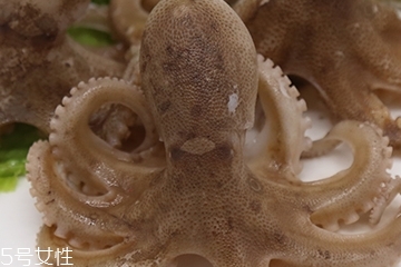 章魚是軟體動物嗎？章魚屬于軟體動物嗎？