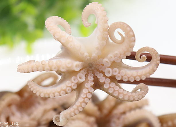 章魚是軟體動物嗎？章魚屬于軟體動物嗎？