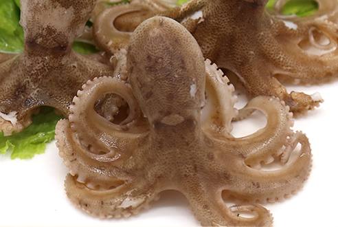 章魚會(huì)噴墨汁嗎？章魚的墨汁能吃嗎？