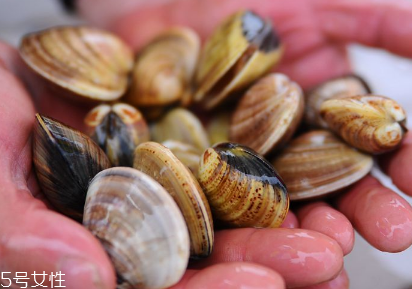 文蛤是中藥嗎？文蛤有藥用價值嗎？