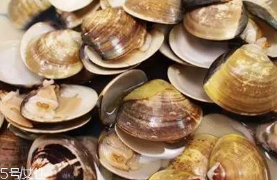 文蛤和蛤蜊是一樣的嗎？