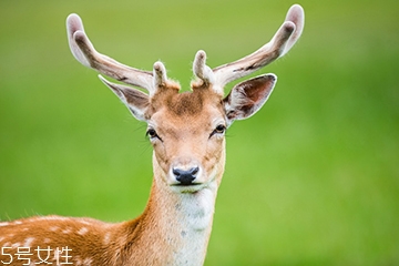 鹿肉是什么鹿的肉？吃鹿肉犯法嗎？