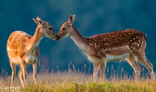 鹿肉是什么鹿的肉？吃鹿肉犯法嗎？
