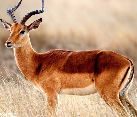 鹿肉是什么鹿的肉？吃鹿肉犯法嗎？