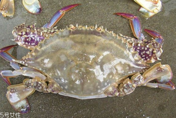 梭子蟹和飛蟹的區(qū)別？飛蟹是梭子蟹嗎？