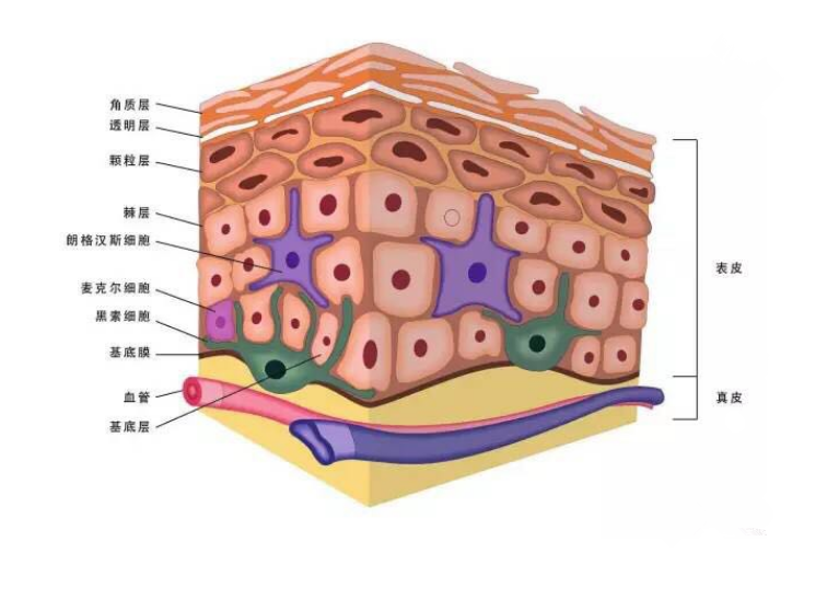 曬后修復(fù)面膜用什么成分好 曬后修復(fù)能用藥妝嗎 曬后修復(fù)面膜用什么成分好 曬后修復(fù)能用藥妝嗎