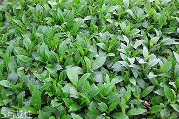 馬蘭頭是什么？什么是馬蘭頭？