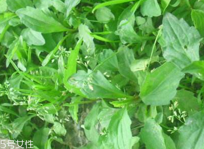 馬蘭頭是什么？什么是馬蘭頭？