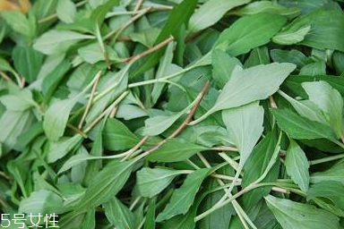 馬蘭頭對(duì)人的好處？馬蘭頭有什么好處？