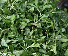 馬蘭頭是板藍(lán)根嗎？