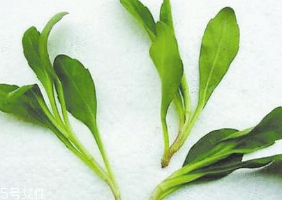 馬蘭頭的味道 馬蘭頭好吃嗎？