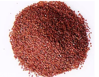 海藻面膜是什么種子？海藻面膜到底是什么？