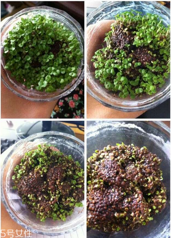 海藻面膜是補水的嗎？海藻面膜有補水效果嗎？