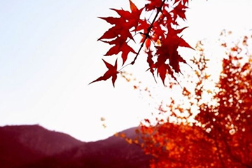 楓葉紅發(fā)色會(huì)不會(huì)太紅？楓葉紅發(fā)色日常嗎