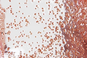 海藻面膜能加蜂蜜嗎？蜂蜜和海藻做面膜好嗎？