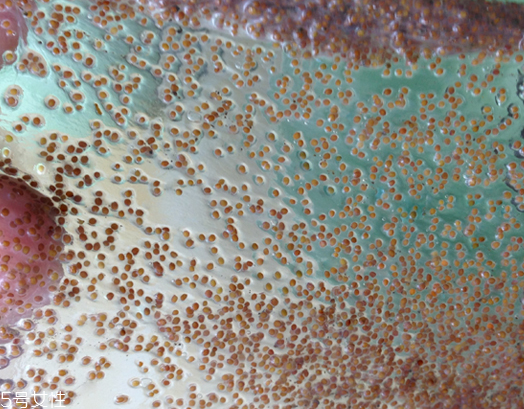 海藻面膜能去黑頭嗎？海藻面膜有去黑頭功效嗎？