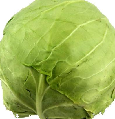 牛心菜怎么種植？牛心菜能種嗎？