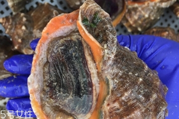 海螺開水還是冷水下鍋？海螺冷水還是熱水煮？