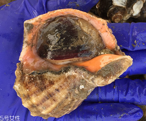 海螺開水還是冷水下鍋？海螺冷水還是熱水煮？