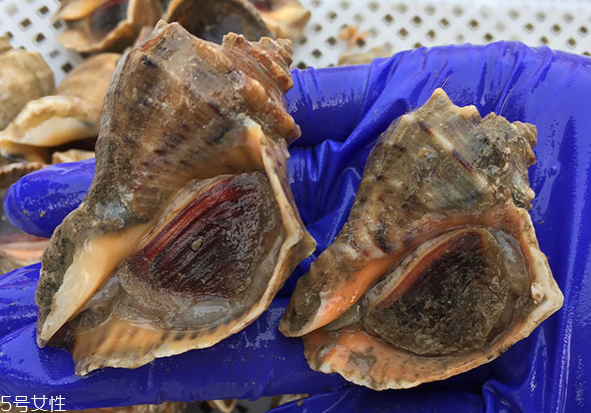 海螺開水還是冷水下鍋？海螺冷水還是熱水煮？